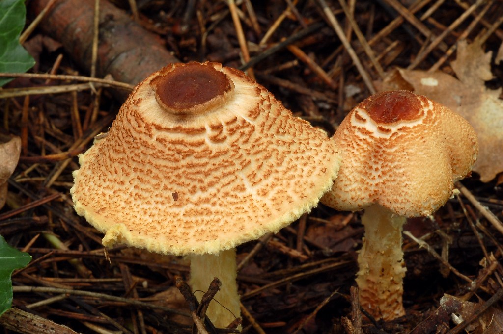 Lepiota.